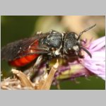 Sphecodes albilabris - Blutbiene 12a 13mm.jpg